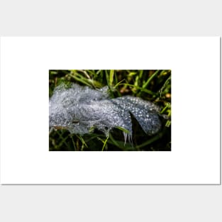 Goose feather with droplets of rain Posters and Art